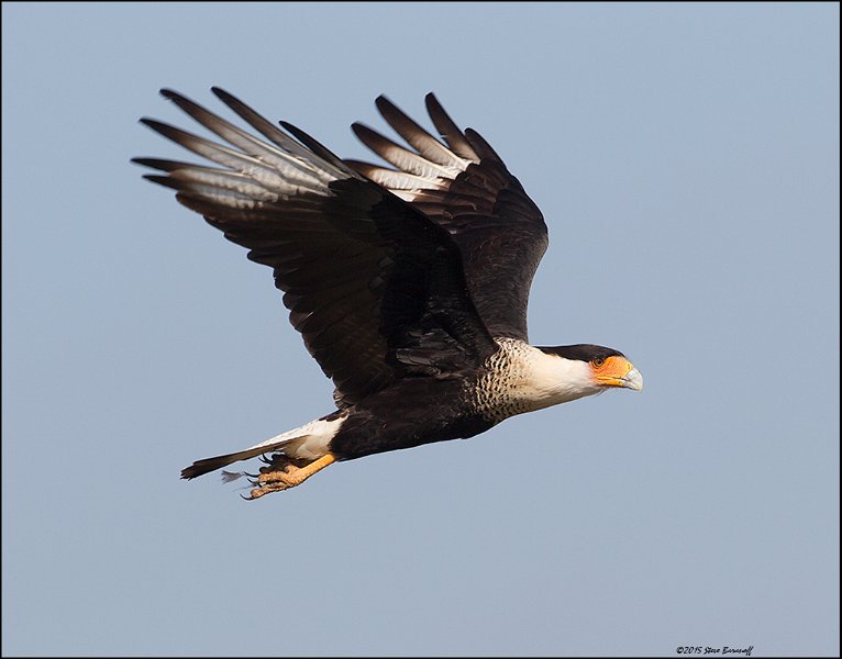 _5SB9391 crested caracara.jpg